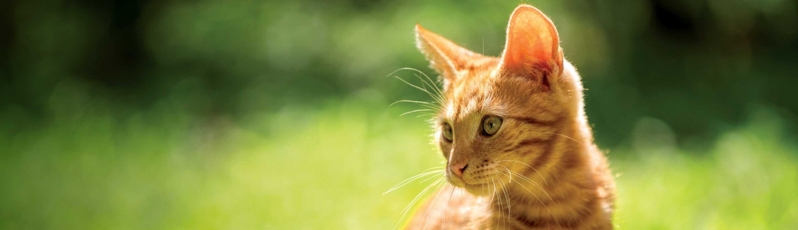 Dental Care Cats My Pet Hub Balaclava